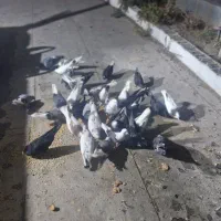 کبوتر پرشی ذات دار