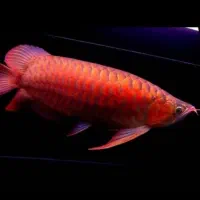 ماهی آروانا سوپر رد