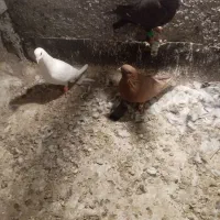 کبوتر گرفتنی