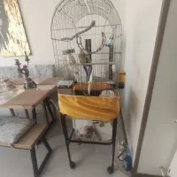 عروس هلندی