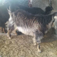 بی چاق وگاو