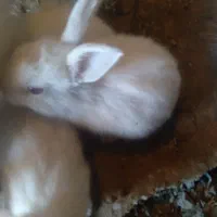 بچه خرگوش