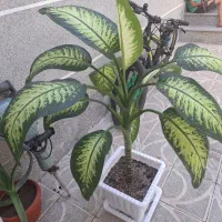 گل دیفن باخیا بزرگ سرحال و در حال رشد