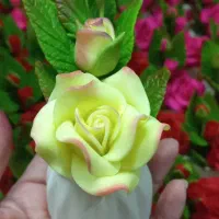 گل های جاودان خمیری