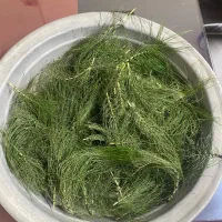 گیاه دم اسب