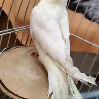 عروس هلندی گمشده