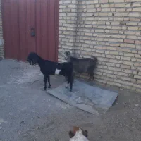 دوراس بز‌جوان‌داشتی‌‌ابستن‌