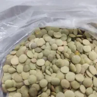 عدس اورگانیک محلی دانه‌درشت
