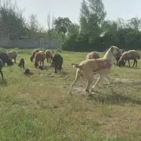 پشم گوسفند