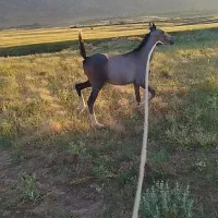 اسب