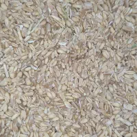 گندم ۴۲حداقل فروش ۷کیلو مخصوص کبوتر قوچان
