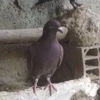 کبوتر نر مست