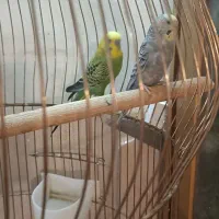 یک جفت مرغ عشق و یک جفت طوطی برزیلی