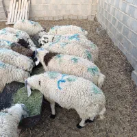 بره