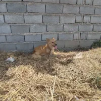 سگ ولش کورگی (Pembroke Welsh Corgi)