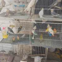 طوطی