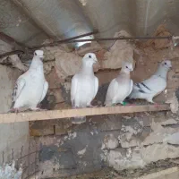 کفتر|پرنده|تربت‌حیدریه, طالقانی|دیوار