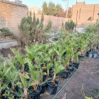 فروش نهال پالم زینتی با بهترین قیمت