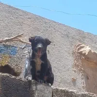 توله قدرجونی