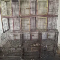 جفت کن کبوتر