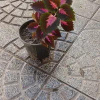 عروسک وگلها