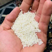 برنج طارم درجه یک بشرط پخت