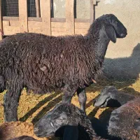 فروش بره قوچ هترو