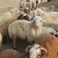 قوچان فروشی