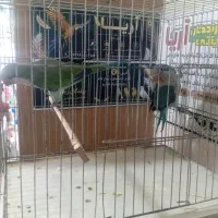 جفت راهب مولد نرماده تضمینی ابی و اوپلاین