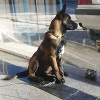 توله سگ مالینیوز