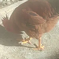 خروس جوان چاق ده ماهه