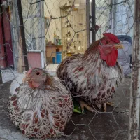 مرغ وخروس ویاندوت