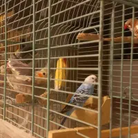 کوتوله عروس هلندی فنچ مرغ عشق