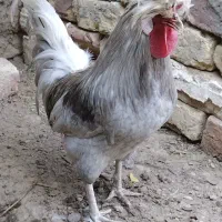 خروس جوان ومرغ لهستانی