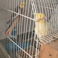 عروس هلندی با جوجه