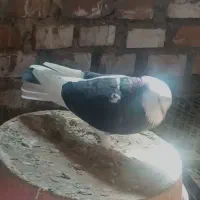 نرو ماده فروشی