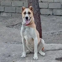 سگ خراسانی ماده اصیل نگهبان
