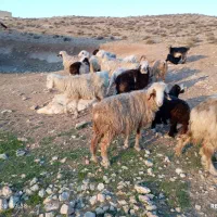 14راس میش بره دار به فروش میرسد