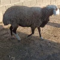 قوچ سال پیش شیشک بود چنان میش میزنه حد ندارد
