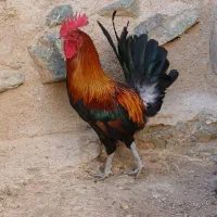 مرغ خروس جوجه نیمچه تخم نطفه دار لری