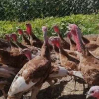 بوقلمون برنز بربون واکیسینه شده۵ماهه