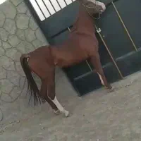 فروشی.معامله میکنم