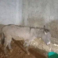 خر گله اروم