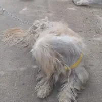 خاور