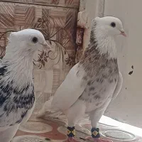 تعدادی طوق شازده