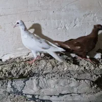 کبوتر جوجه پرشی مفت مفت