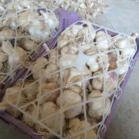 سیر خشک درشت