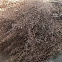 جارو شهرداری