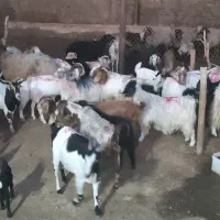 فروش بز و بزغاله سالم و چندقلوزا