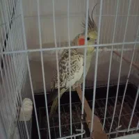 عروس هلندی